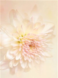 你说对了，我就是个花心的人