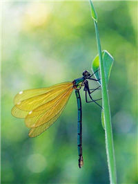 就让我做一辈子蜻蜓吧……