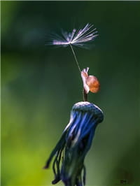 治愈系！镜头捕捉《蜗牛日常写真》仔细一看怪美的！